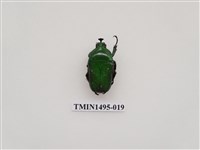 藏品(臺灣扇角金龜)的圖片